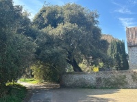 Trees