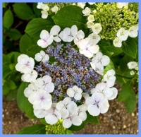 Beautiful hydrangeas.  Prachtige hortensia's.
