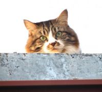 peek-a-boo Cat on the Roof