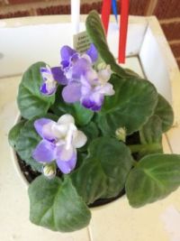 My African Violets