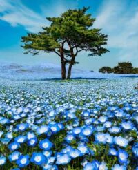 Lonely tree in a sea of Baby Blue Eye flowers