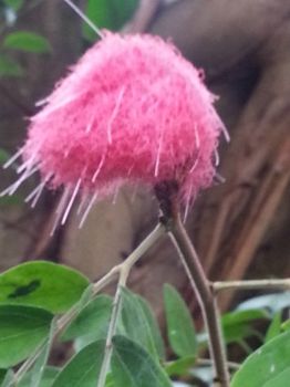 Odd pom-pom flower