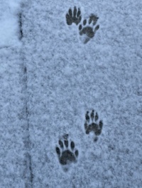 Raccoon