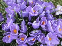 Small Grooup of Purple Crocus Flowers Booming in Early Spring (Mar17P03)