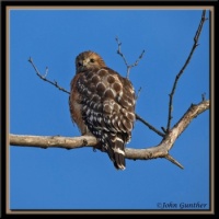 Red Shouldered Hawk