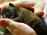 New-born Boxer Puppy