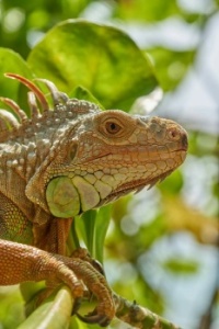 Lizard, Reptile, Iguana image