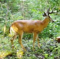 Nice Buck in Woods
