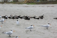 Royal terns and black skimmers, all standing, staring in the same direction