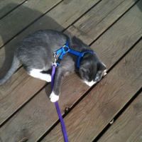 Daisy is teaching us to walk on a leash!