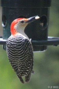 Happy Red-Bellied Woodpecker