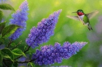 Hummingbirds (#1)