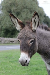 donkey