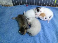 Mythbuster kittens