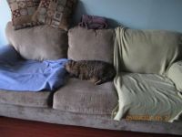 Puss avoiding the cat blankets