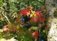 Colours of Autumn