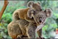 Koala Bear and youngin',  Australia    ---Critters I'd like to pet (without being eaten, scratched, bitten, etc.)