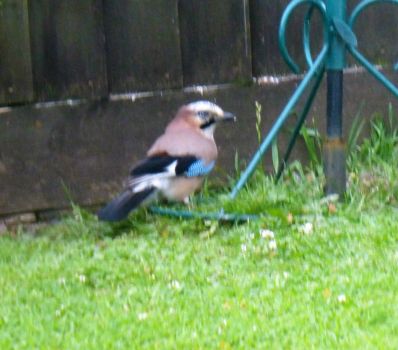 Jay - visiting the bird feeder