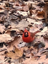 A pretty Cardinal in Central Park,  New York City,  NY