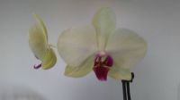 Orchid