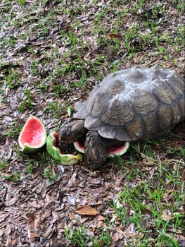 Lillee enjoying watermelon