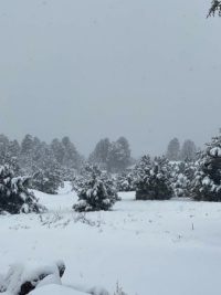 New Year Snow in Show Low, Arizona, USA