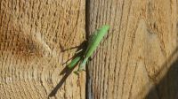 First Praying Mantis of this Year, None Last Year