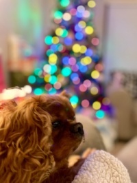 Gus Gets Ready to Hang His Stocking