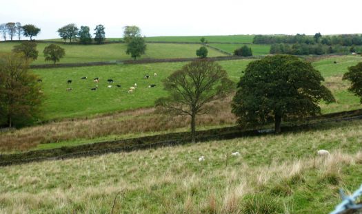 Farmland in North Cheshire