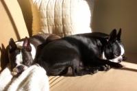 Gracie and Bud, soaking up the sun.