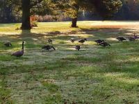 Geese looking for something to eat at the park