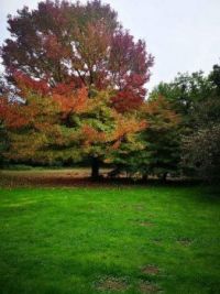 autumn