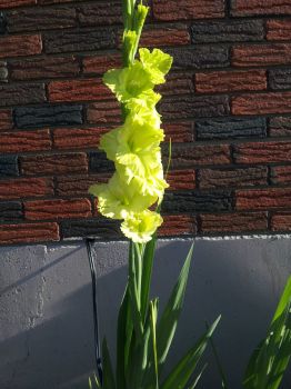 a perfect gladiolus