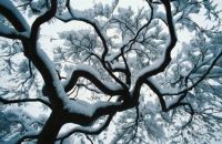 Snowy tree