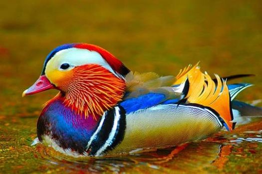 real colorful birds