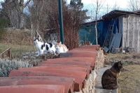 Pepper, Chilli and Minoes, 3 cats near my son's house in Puy de Dôme, France.