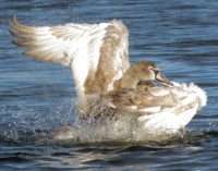 young mute swan, having a bath