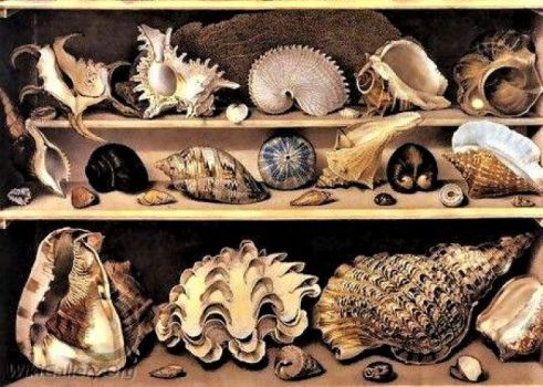 Alexandre Isidore Leroy de Barde  - Selection of Shells Arranged on Shelves / Detail