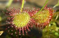 Round Leafed Sundew