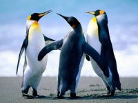 Penguin trio la la la