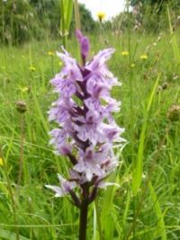 Small orchid in a meadow in the Cotswolds, UK