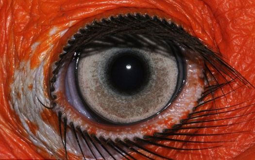 Eye of a Southern-ground Hornbill - Africa..