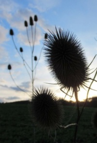 Distel