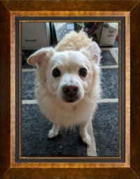 Friend's Dog