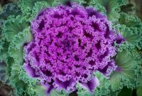 Symmetry in Nature_Fractal Cabbage2