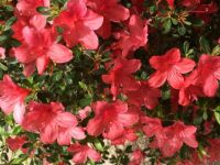 Fleurs