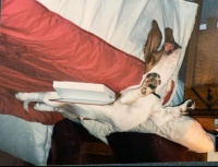Doggy yoga?