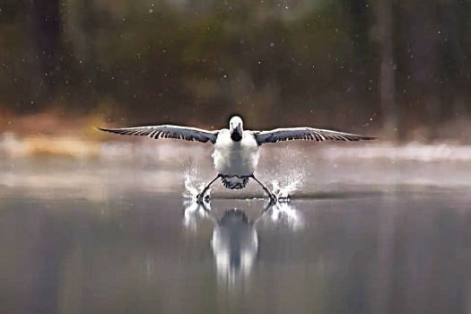 Solve COMEDY WILDLIFE, LANDING IN 3, 2, 1 ... SPLASHDOWN💦 - 2 OF 4 ...