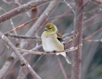 Goldfinch in the Snowstorm