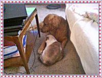 Best Buddies